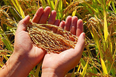 China culturas fertilizante oligo-sacarídeo derivado de alginato fornecedor