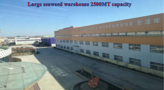 China extrato de algas marinhas em pó para plantas fornecedor