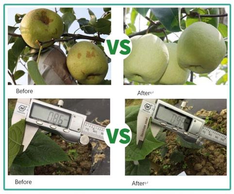 China Fertilizante de extrato de algas marinhas Ascophyllum Nodosum fornecedor