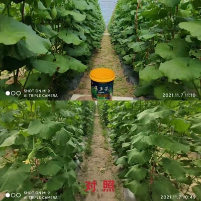 China AlgaHumico bioestimulante extrato de algas marinhas fornecedor