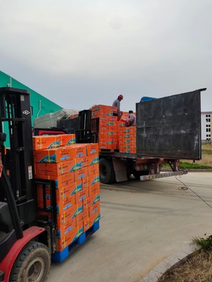 China pó de algas marinhas para plantas fornecedor