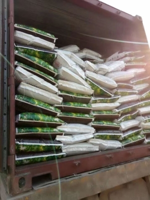 China extracto de algas marinhas como biofertilizante fornecedor