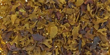 fucoxantina 1% 5% óleo, extrato de Undaria pinnatifida harvey (alga wakame) fornecedor