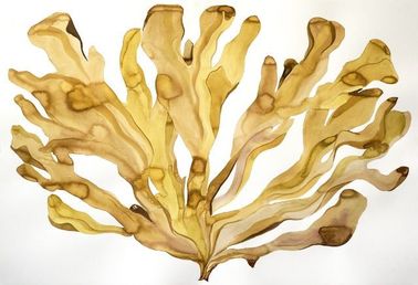 Extrato natural de alga marinha castanha wakame fucoxantina 1%, 5%, 10% 20% ingredientes em pó fornecedor