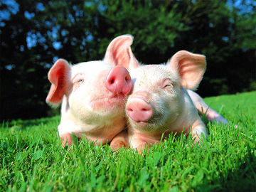 Aditivo para ração Oligossacarídeos de Quitosana, Ingredientes para ração animal Pó de Oligossacarídeo de Quitosana, Oligossacarídeo de Quito-oligossacarídeo fornecedor