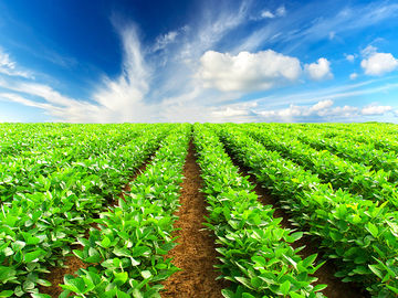 Oligossacarídeo de quitossano de grau agrícola, Oligossacarídeo de quitossano em pó, oligoquitosano em pó fornecedor