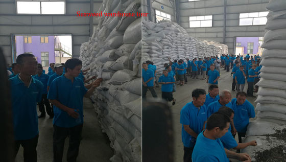 fertilizantes de extrato de algas marinhas, fertilizante de extrato de algas marinhas Ascophyllum fornecedor