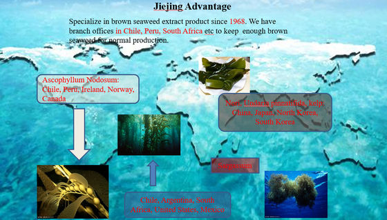 Fertilizante foliar de aminoácidos EXTRATO DE ASCOPHYLLUM NODOSUM fertilizante líquido de algas marinhas fornecedor