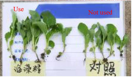 Fertilizante foliar de aminoácidos EXTRATO DE ASCOPHYLLUM NODOSUM fertilizante líquido de algas marinhas fornecedor