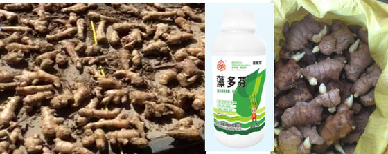 Espray foliar de extrato de algas marinhas fornecedor
