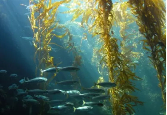 extracto de algas marinhas como biofertilizante fornecedor