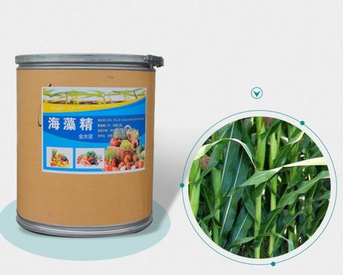 Extrato de algas Ácido algínico Fertilizante de algas concentrado Fertilizante de algas solúvel em água Extrato de algas fornecedor