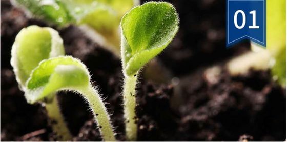 Fertilizante biológico extrato de algas marinhas regulador do crescimento das plantas extrato de algas marinhas fornecedor
