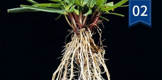 Fertilizante biológico extrato de algas marinhas regulador do crescimento das plantas extrato de algas marinhas fornecedor