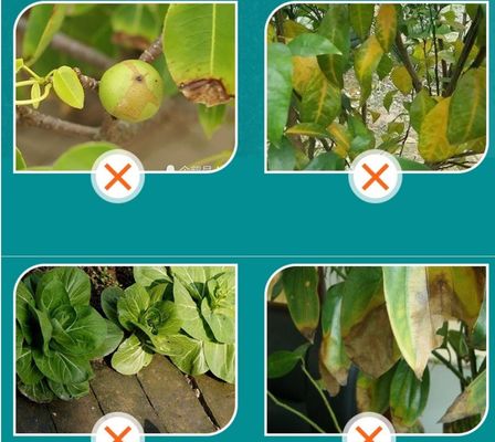 fertilizante de extrato de algas ascophyllum fornecedor