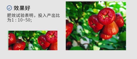 fertilizante ascophyllum nodosum fornecedor