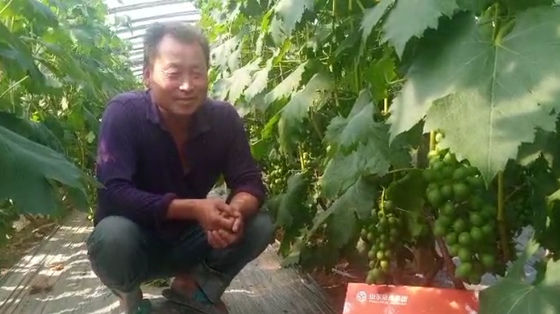 Tambor de 10 L Extrato líquido de algas marrons escuras ou pretas fertilizante de descarga fornecedor