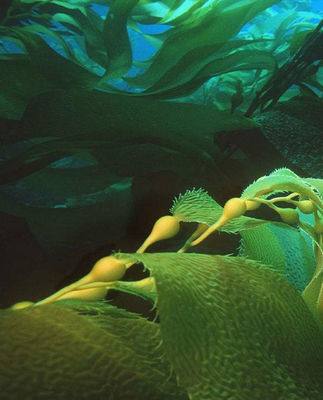 fertilizante foliar de algas marinhas líquidas fornecedor