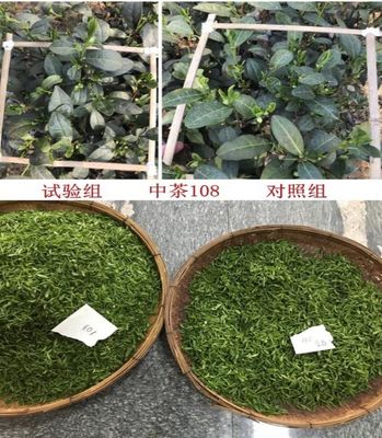 Extrato de alga marinha Aldofen líquido de alta concentração Fertilizante para aplicação foliar fornecedor