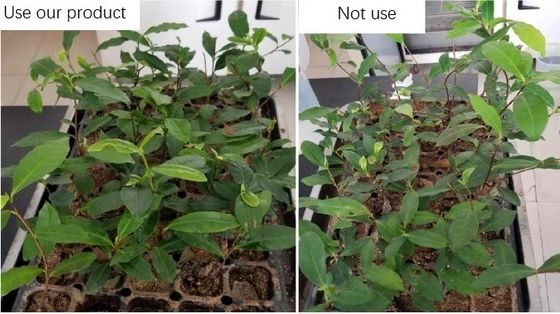 Extrato de alga marinha Aldofen líquido de alta concentração Fertilizante para aplicação foliar fornecedor