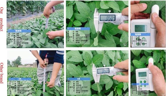Fertilizantes de extracto de ASCOPHYLLUM NODOSUM fornecedor
