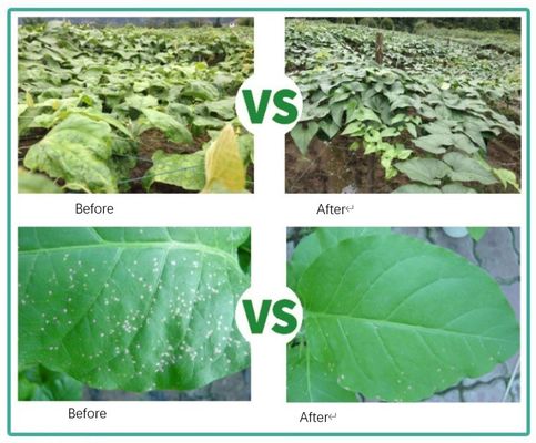 pó/flocos de extrato solúvel de algas marinhas fornecedor