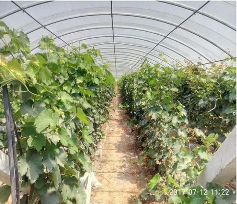 Flocos de extrato de algas marinhas solúveis fornecedor
