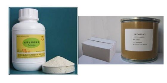 Extracto de fucoidano de algas marrom fornecedor